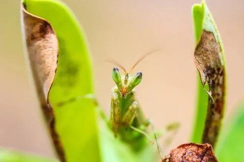 Mantis macro in nature. Stock Photos