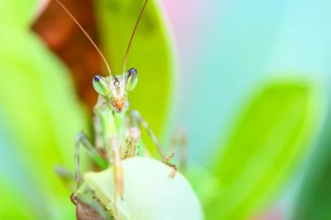 Mantis macro in nature. Stock Photos