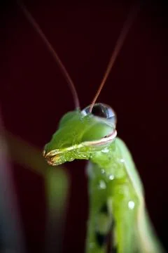 Mantis in macro Stock Photos