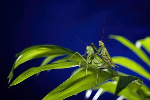 Mantis in macro Stock Photos