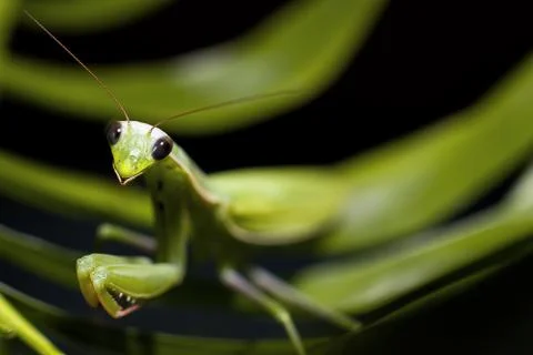 Mantis in macro Stock Photos