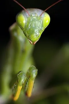 Mantis in macro Stock Photos