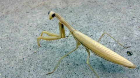 Mantis macro shot 库存影片 67994724