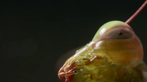 Mantis mandibles Video stock 171452646