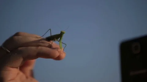 Mantis on a man's hand Stock Footage 77730864