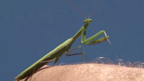 Mantis on a man's hand. Vídeo Stock 105379689