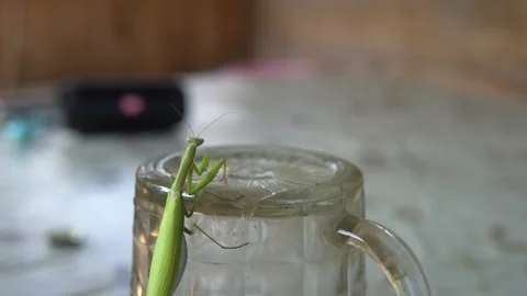 Mantis (Mantis religiosa) Stock Footage 134458643