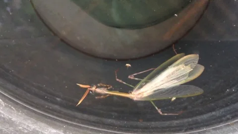 Mantis Mantodea Empusa pennata with Two crests swims in a bucket of water Stock Footage 121278395