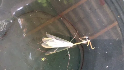 Mantis Mantodea Empusa pennata with Two crests swims in a bucket of water 2 Stock Footage 121278415
