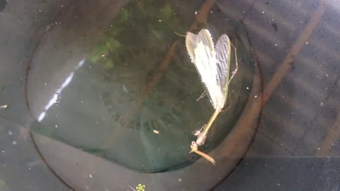 Mantis Mantodea Empusa pennata with Two crests swims in a bucket of water 4 Stock Footage 121278419
