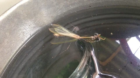 Mantis Mantodea Empusa pennata with Two crests swims in a bucket of water 6 Stock Footage 121278437