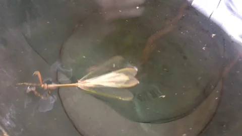 Mantis Mantodea Empusa pennata with Two crests swims in a bucket of water 7 Stock Footage 121278441