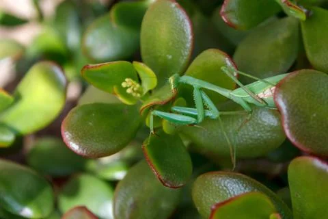 Mantis (Mantodea) Stock Photos