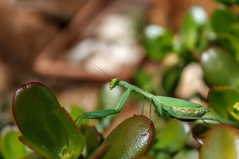 Mantis (Mantodea) Stock Photos