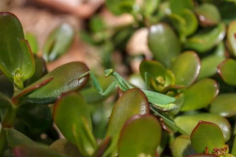 Mantis (Mantodea) Stock Photos