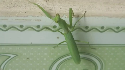 Mantis on the marble Stock Footage 70573218