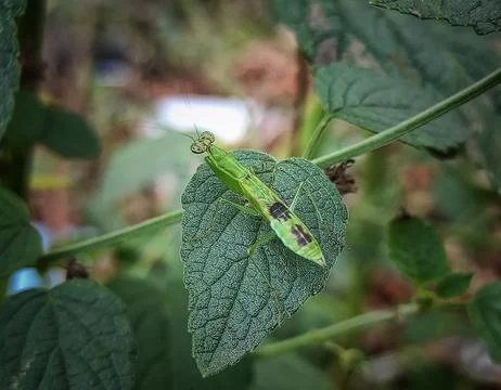 Mantis with a mark on its back Stock Photos