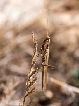 Mantis in a meadow Stock Photos