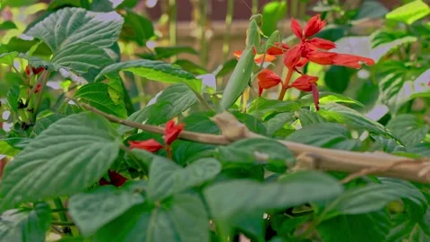 The mantis moves through the plants to the red flower Video stock 168074403