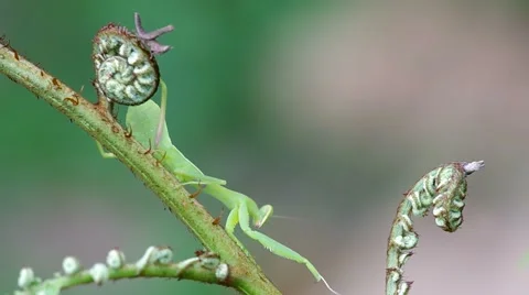 Mantis moving down from fern tip Stock Footage 58091606