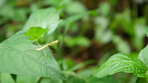 Mantis moving on the leaf Stock Footage 78681152