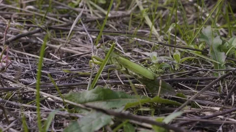 Mantis moving slowly on grass ,while man walking nearby Stock Footage 141591875