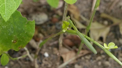 Mantis on the nature close up 库存影片 64628011