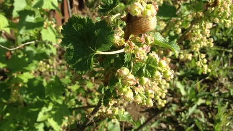 Mantis Nest on Blooming Black Currant Ribes nigrum Bush On The Wind In Crimea 2 Stock Footage 90514541