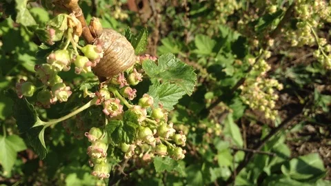 Mantis Nest on Blooming Black Currant Ribes nigrum Bush On The Wind In Crimea Stock Footage 90514780