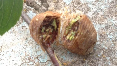 Mantis Nest Uncovered in half and Young Praying Pantis inside . Close Up Stock Footage 82299102