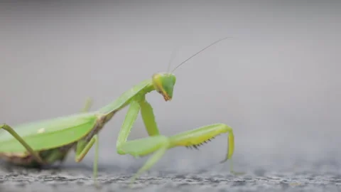 Mantis on a neutral background, close-up Stock Footage 140970153
