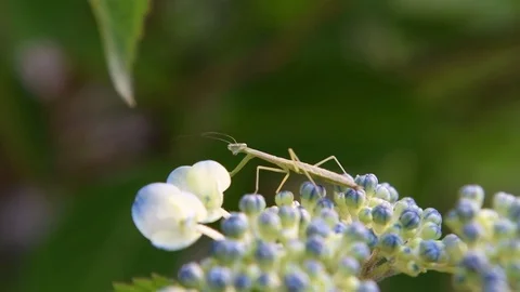 Mantis nymph &amp;  Japanese Hydrangea buds Stock Footage 83199210