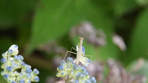 Mantis nymph &amp;  Japanese Hydrangea buds Stock Footage 83199247