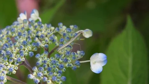 Mantis nymph &amp;  Japanese Hydrangea buds Stock Footage 83199248