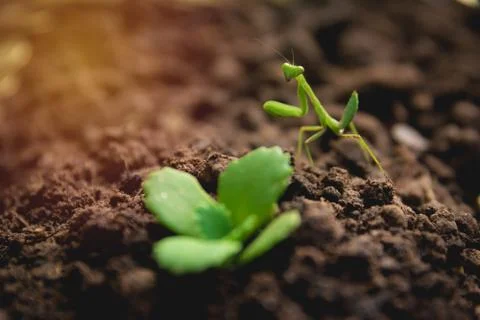 Mantis or Praying Mantis with green young plant on the soil. Stock Photos