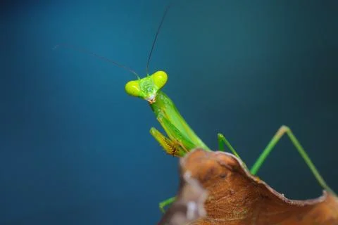 Mantis over blue background Stock Photos