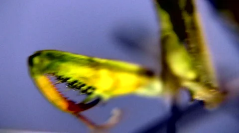 Mantis Pan 動画素材 1045293