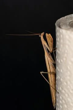 Mantis on a paper roll Stock Photos