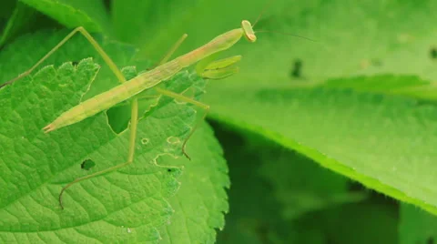 Mantis perched on the leaves in the wild Stock Footage 27386533