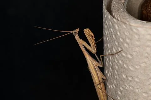 Mantis perched on paper towel Stock Photos
