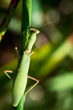 Mantis Stock Photos