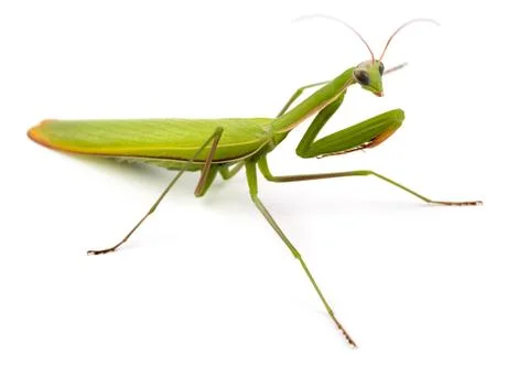 Mantis Stock Photos