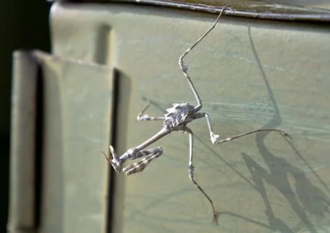 Mantis Stock Photos