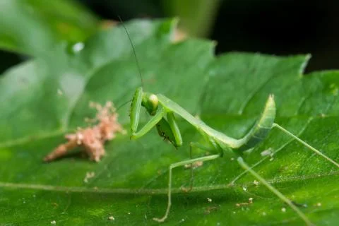 Mantis Stock Photos