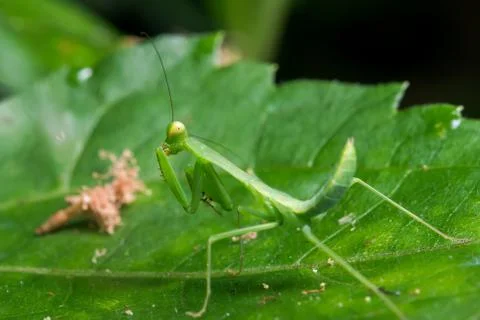 Mantis Stock Photos