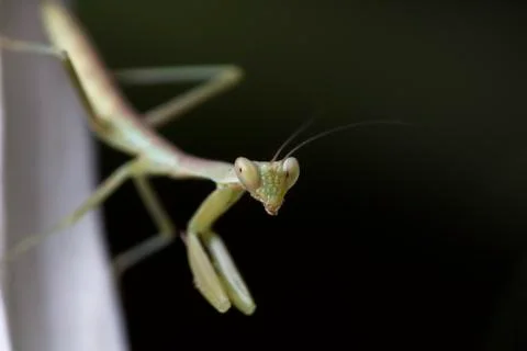 Mantis Stock Photos