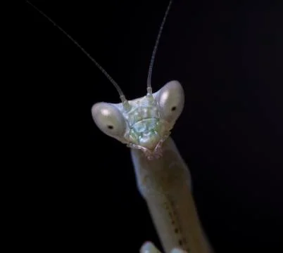 Mantis Stock Photos