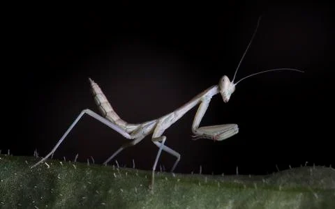 Mantis Stock Photos