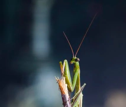 Mantis Stock Photos