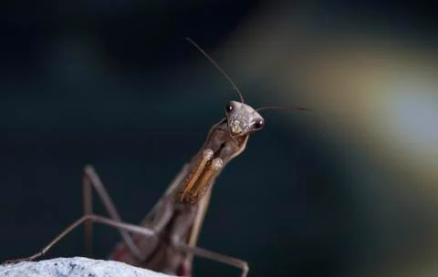 Mantis Stock Photos